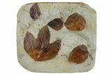 Plate with Five Fossil Leaves (Three Species) - Montana #262781-1